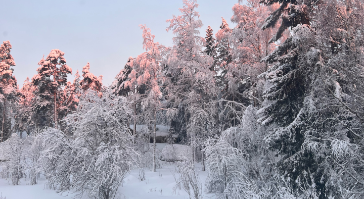 Snow-covered forest with morning light
