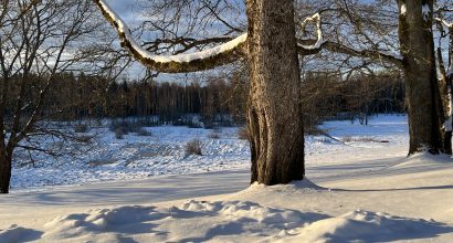 Wintery landscape with a tree