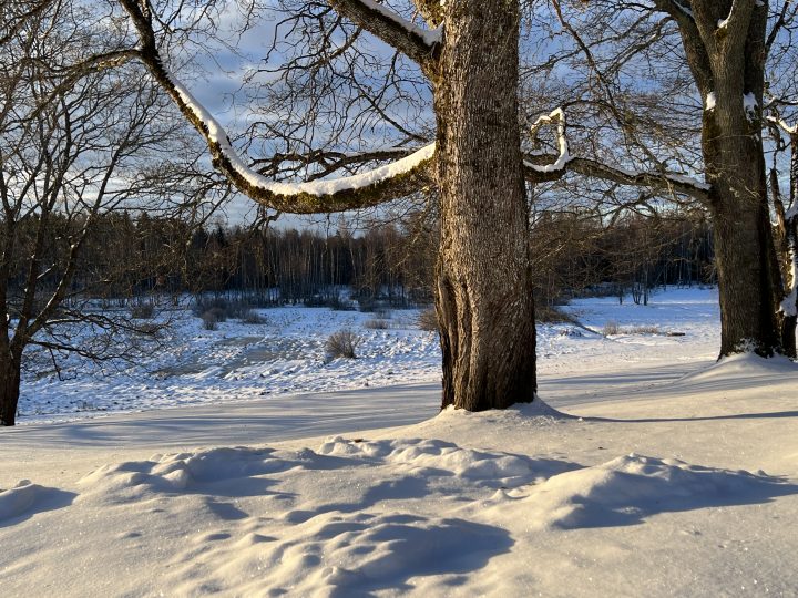 Wintery landscape with a tree